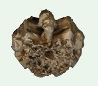 Photogrammetry of hemicycle keystone