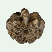 Photogrammetry of hemicycle keystone